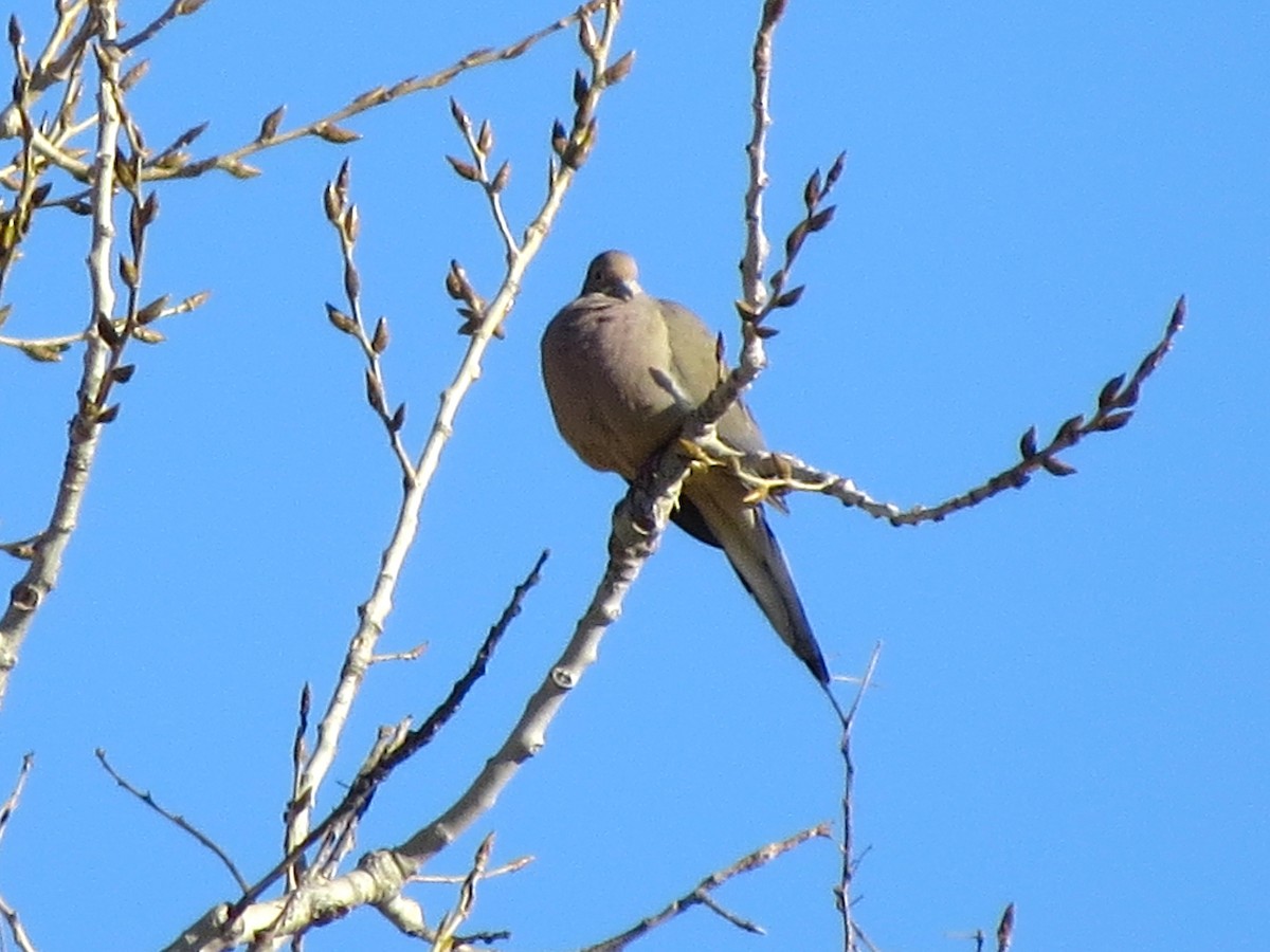 Mourning Dove - ML23527621