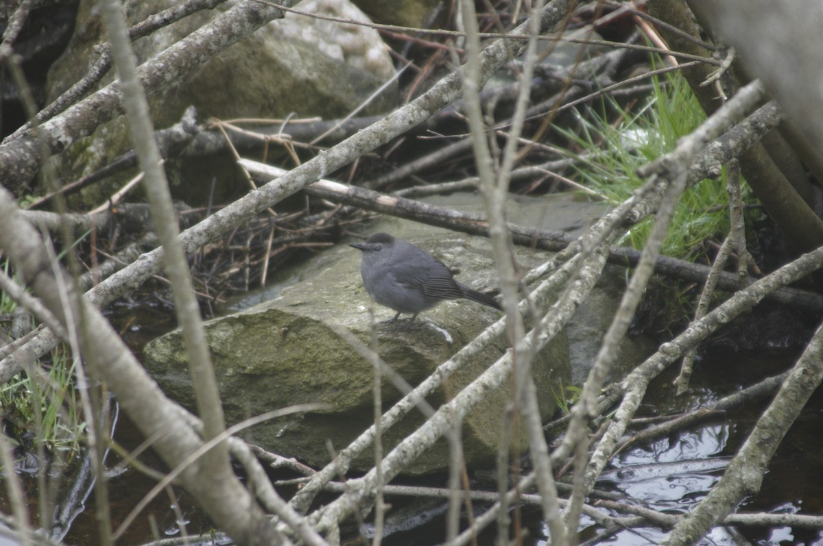 Gray Catbird - ML235276611