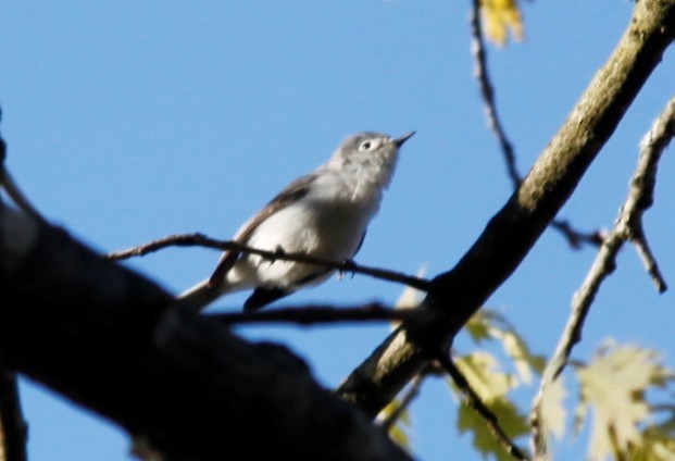 Blue-gray Gnatcatcher - ML235277911