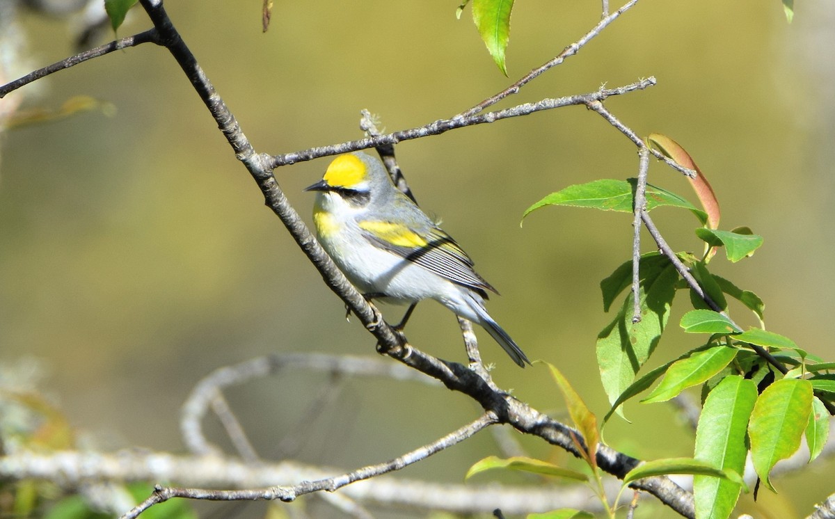 Brewster's Warbler (hybrid) - Clayton Delancey