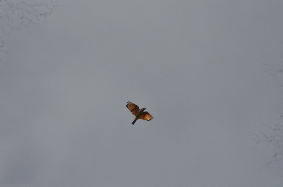 Streak-throated Bush-Tyrant - ML235278311