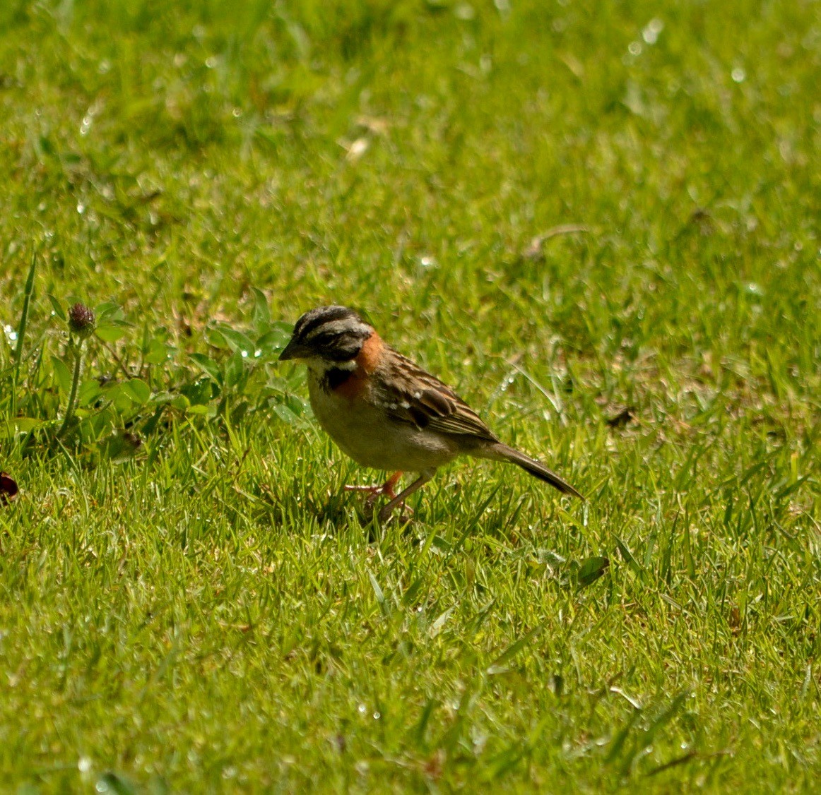 Rufous-collared Sparrow - ML235278371