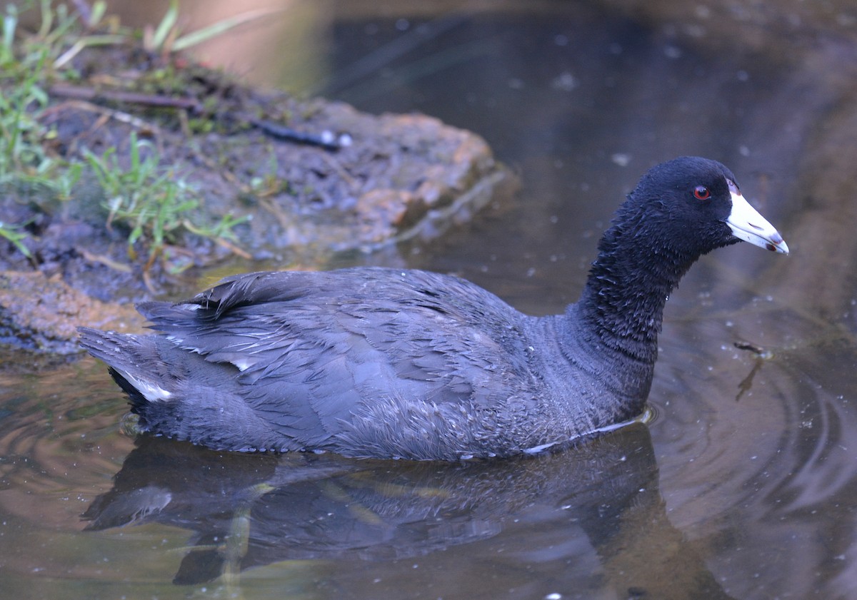 American Coot - Jay Wherley