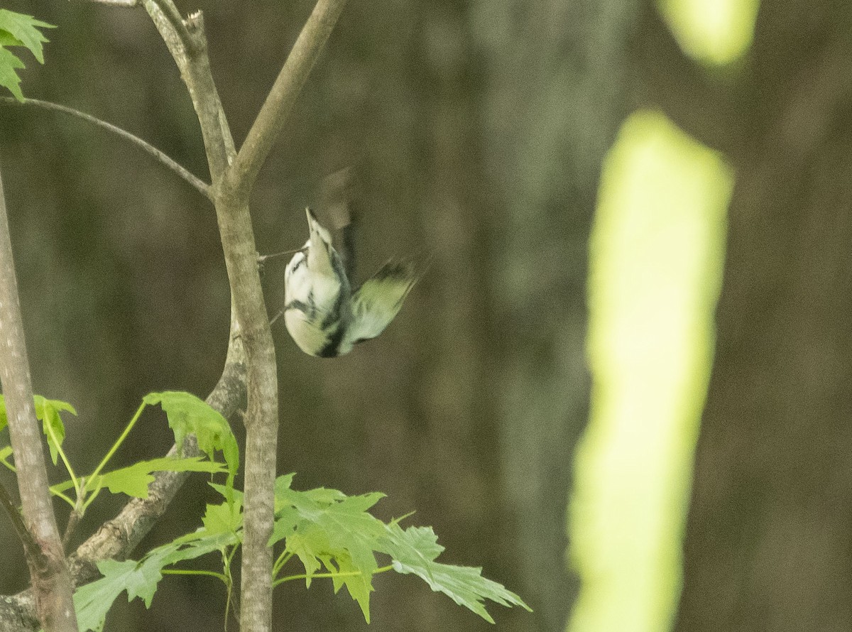 Black-throated Blue Warbler - ML235279831