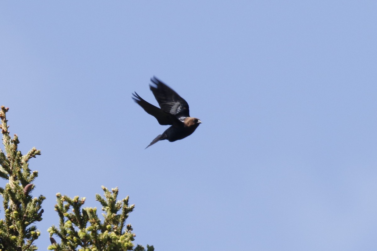 Brown-headed Cowbird - ML235281051