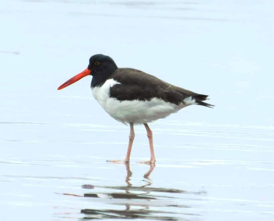 American Oystercatcher - ML235281121