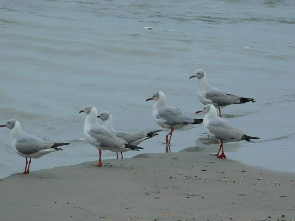 Gray-hooded Gull - ML235281281