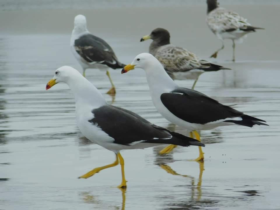 Belcher's Gull - ML235281361