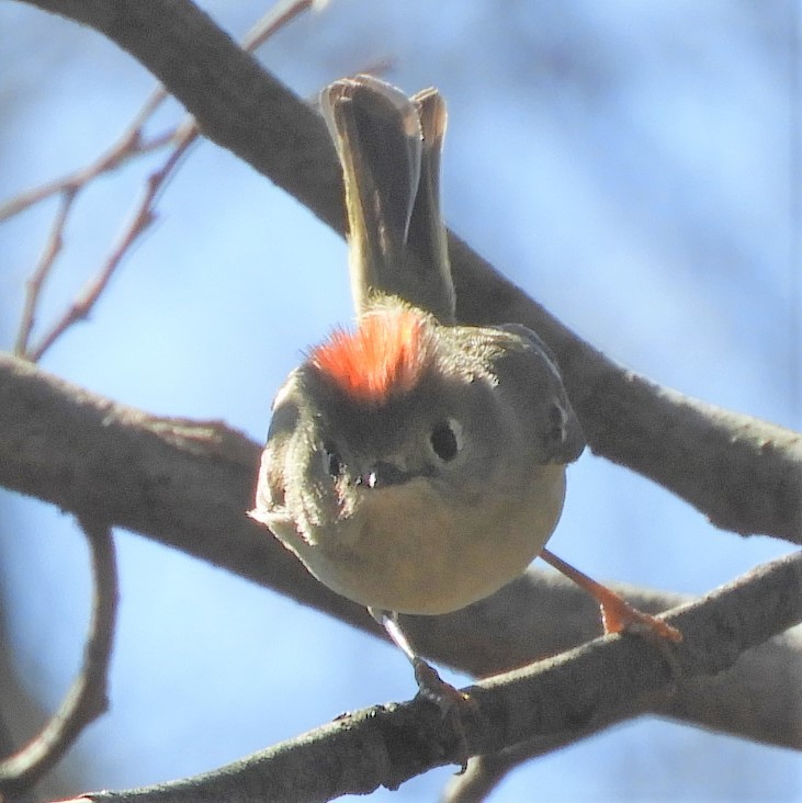 Ruby-crowned Kinglet - Patrick Hebert