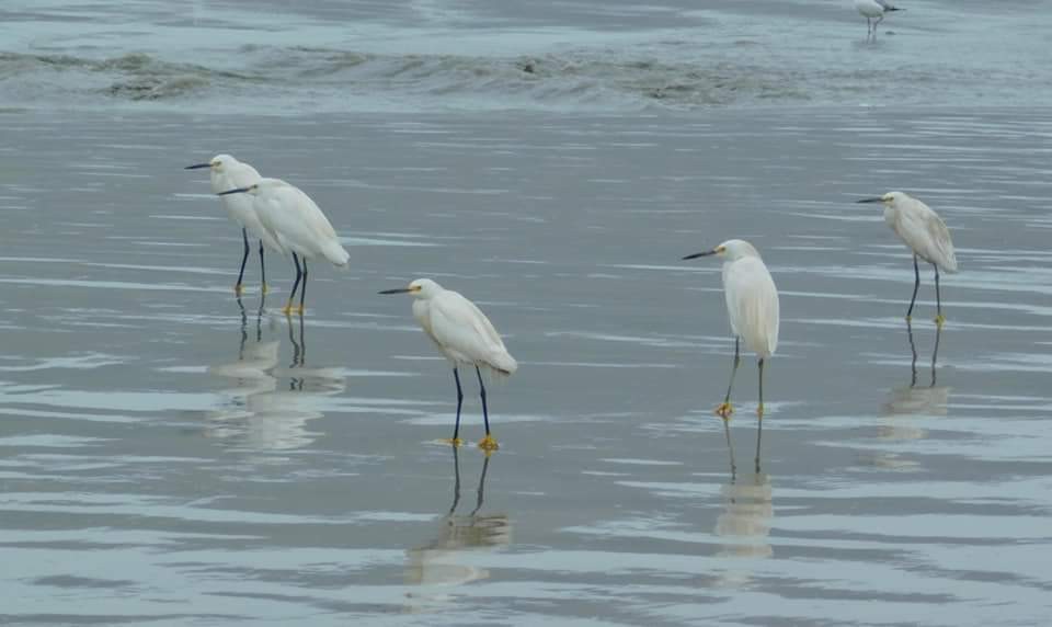 Snowy Egret - ML235281461