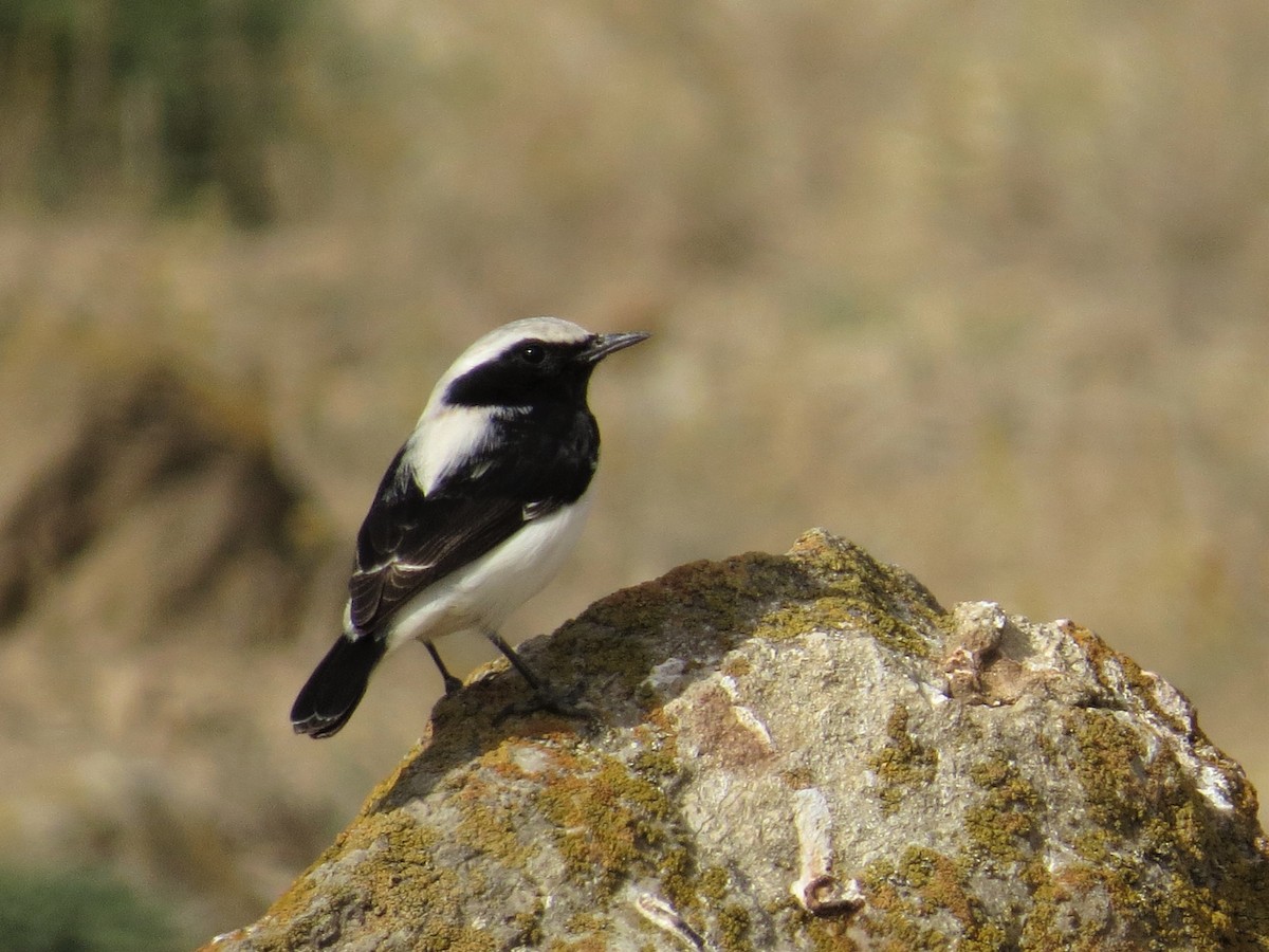 Finsch's Wheatear - ML235281781