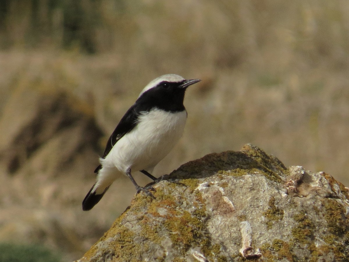 Finsch's Wheatear - ML235281791