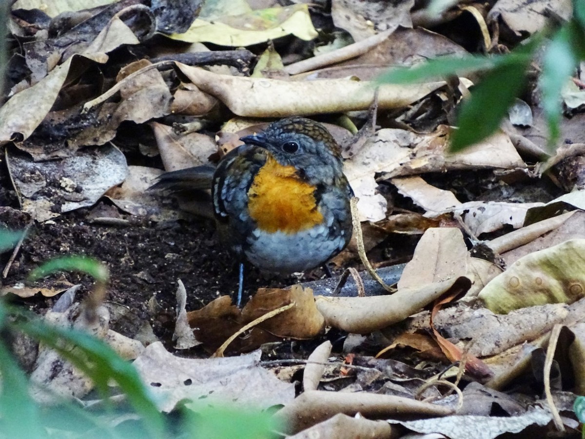 Australian Logrunner - ML23528261