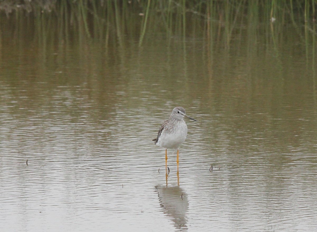 Greater Yellowlegs - simon walkley