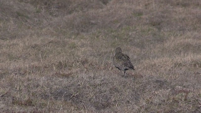 European Golden-Plover - ML235284891