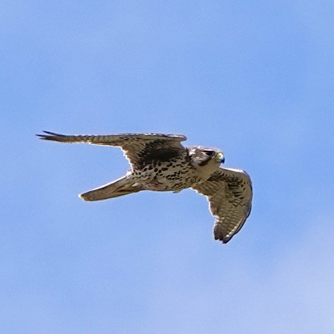 Prairie Falcon - ML235285471