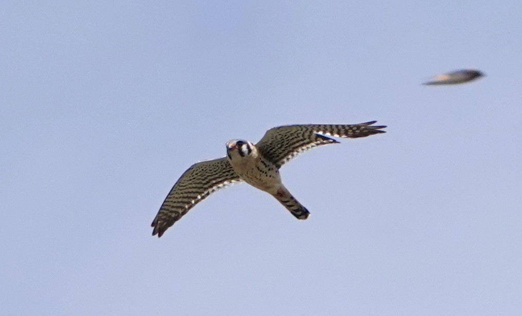 American Kestrel - Jordan Gunn