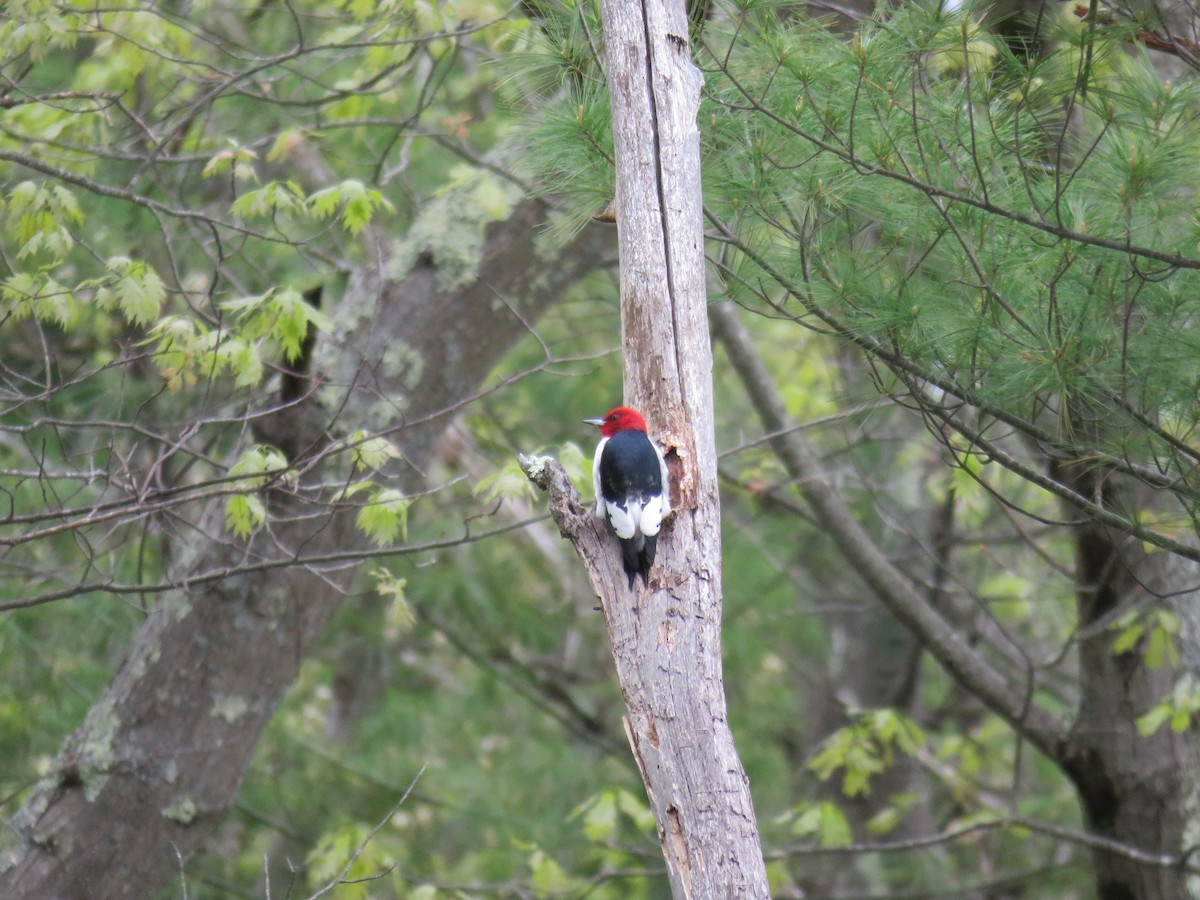 Red-headed Woodpecker - ML235288081