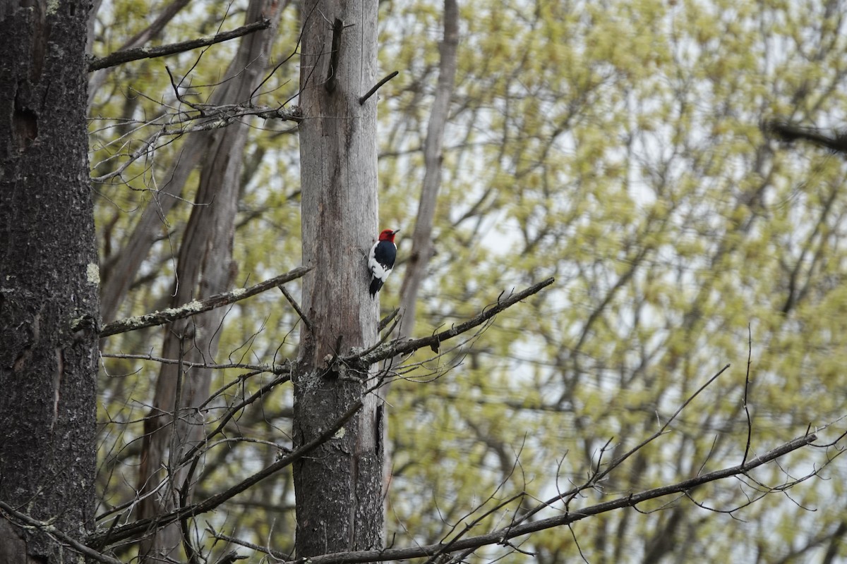 Red-headed Woodpecker - ML235288091