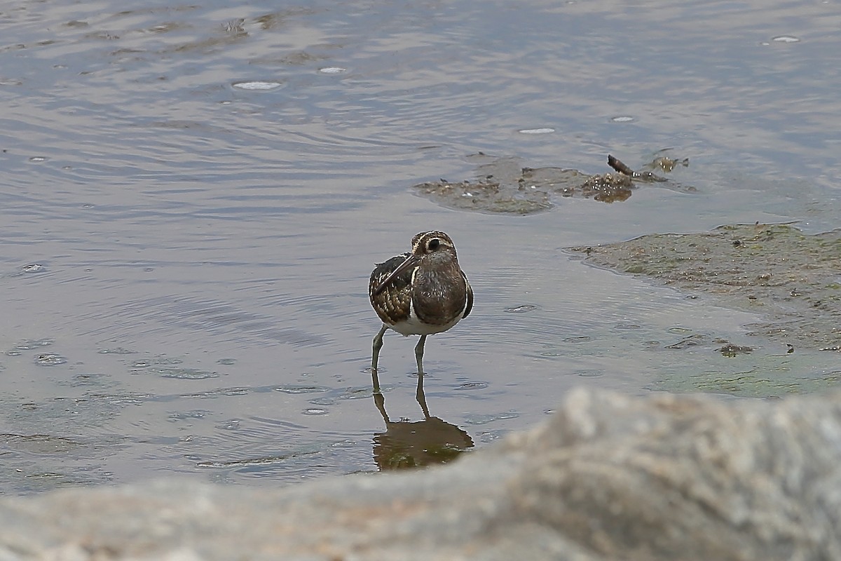 Greater Painted-Snipe - ML235289391
