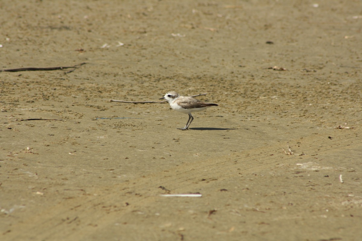 Snowy Plover - ML23528981