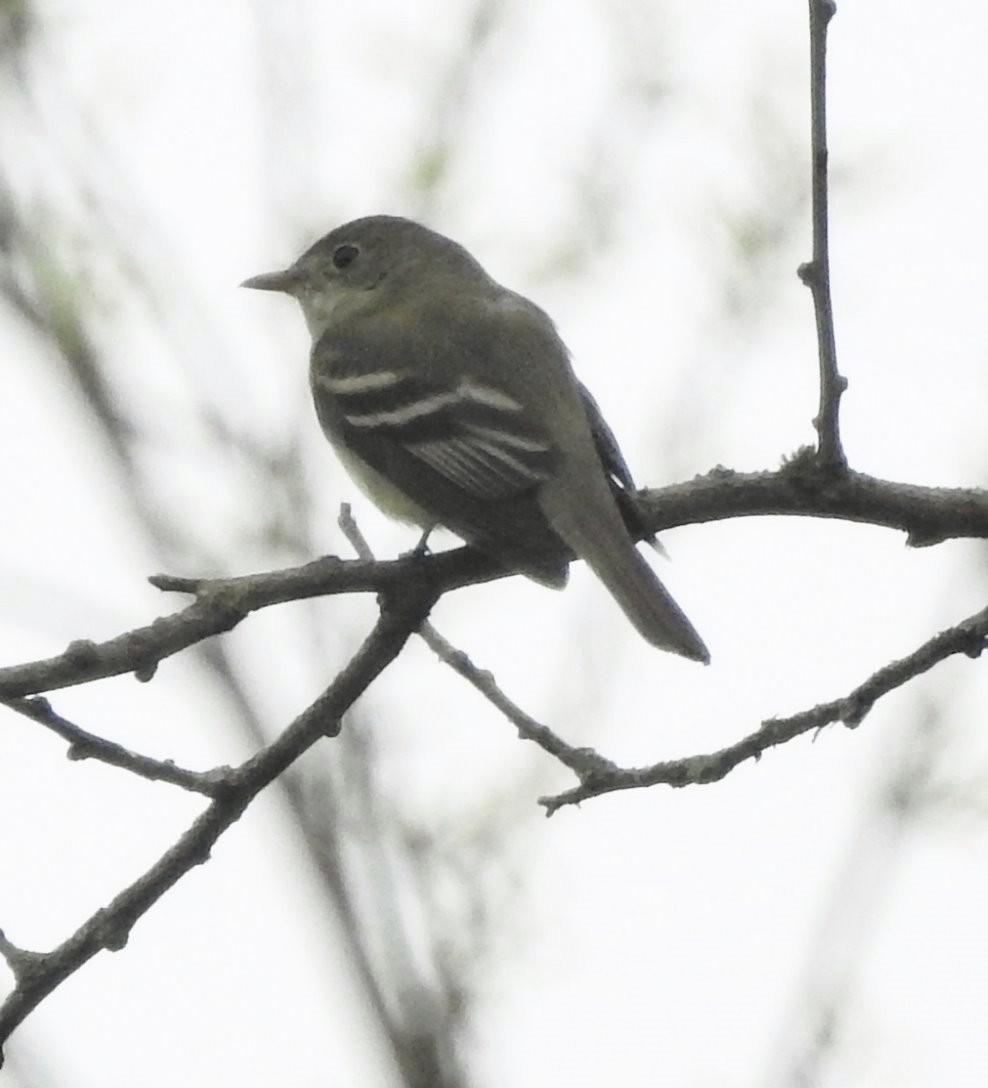 Acadian Flycatcher - ML235289901