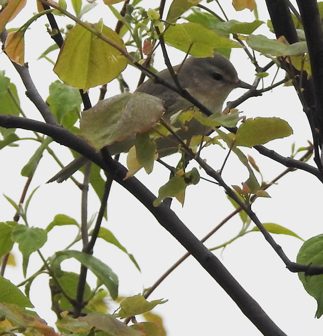 Red-eyed Vireo - ML235290001