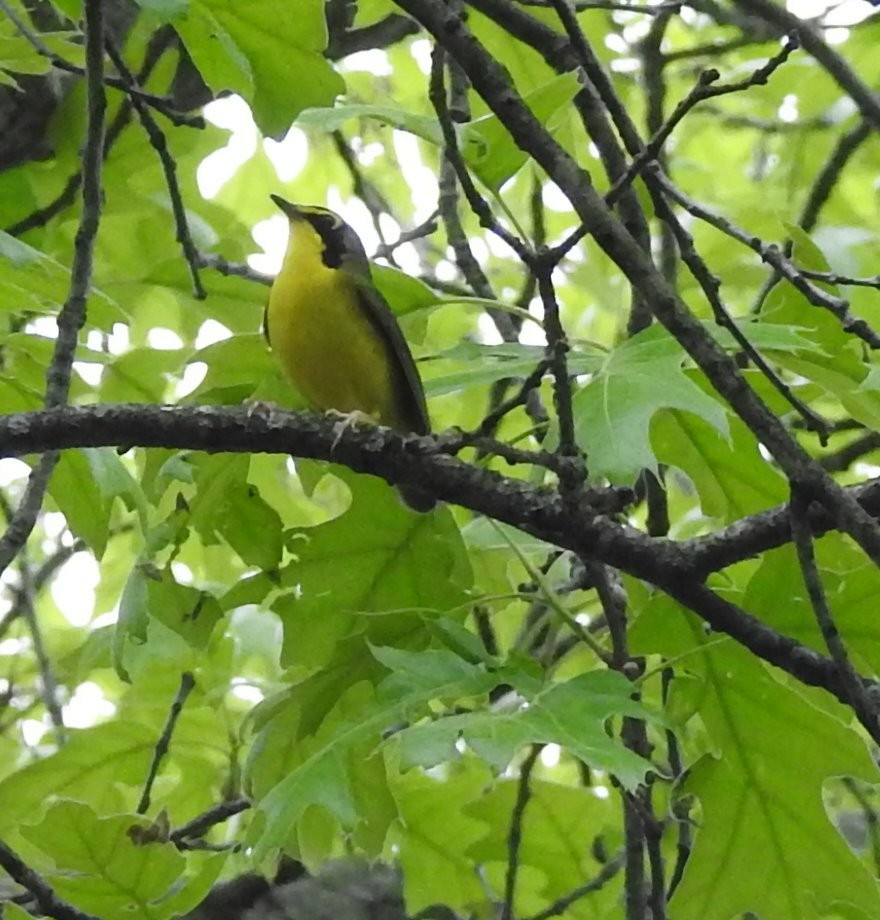 Kentucky Warbler - ML235290231