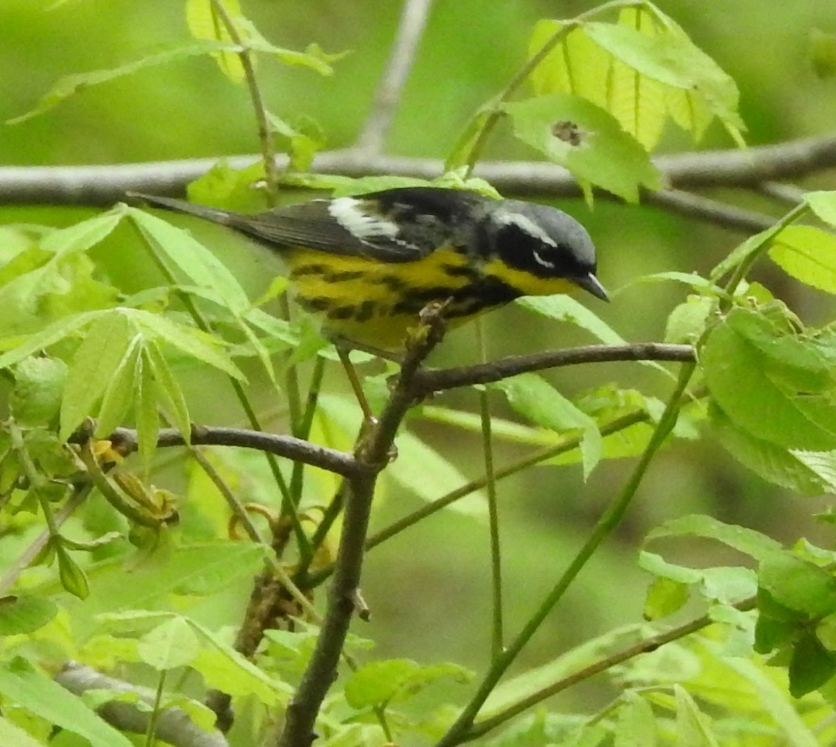Magnolia Warbler - ML235290391