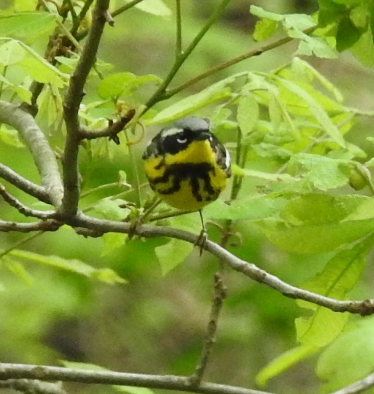 Magnolia Warbler - ML235290571