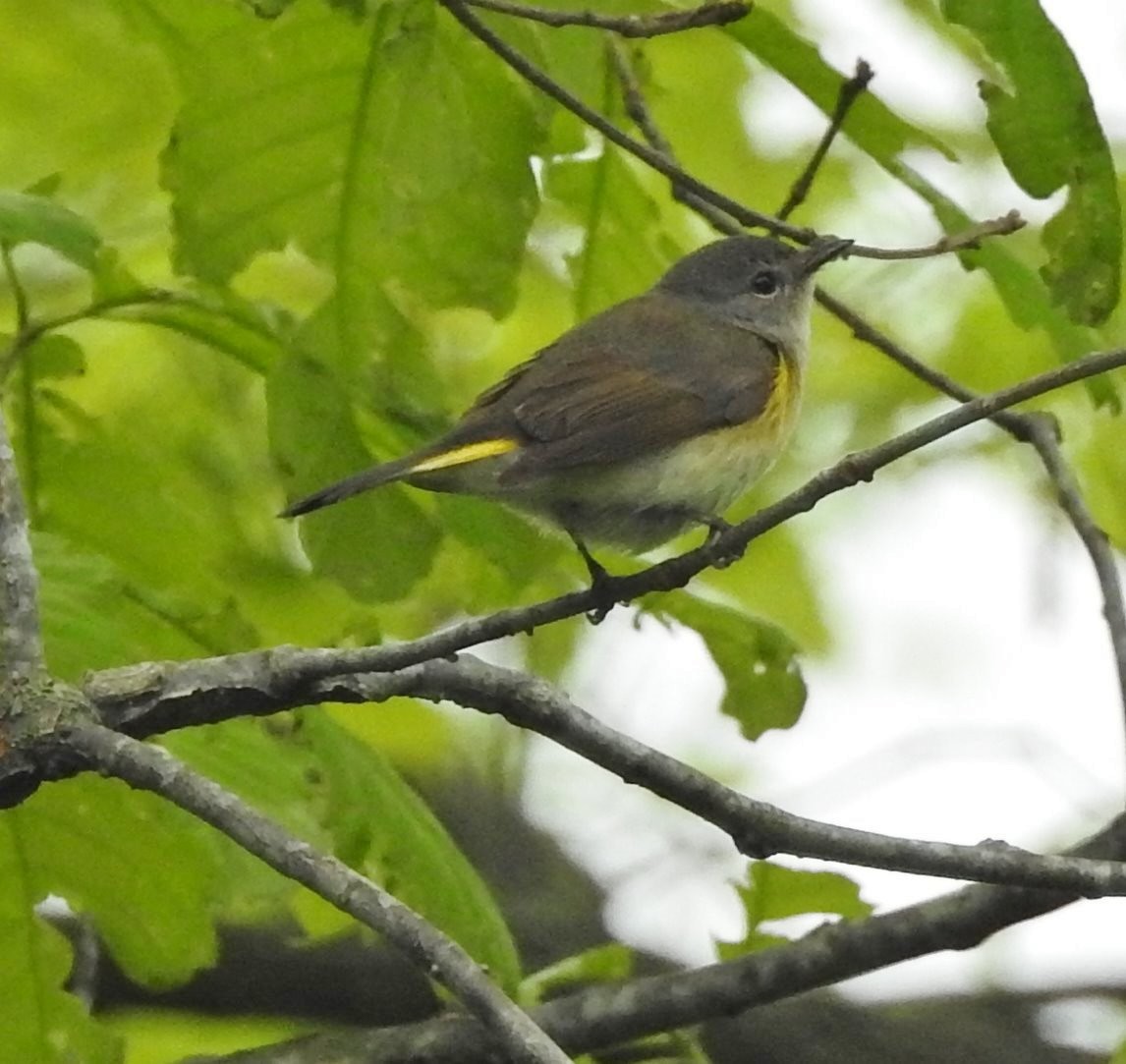American Redstart - ML235290791