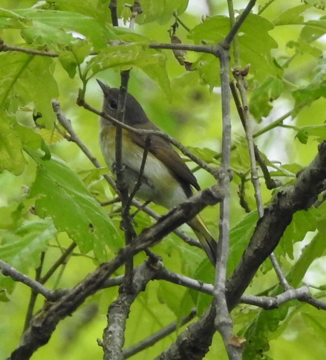 American Redstart - ML235290951