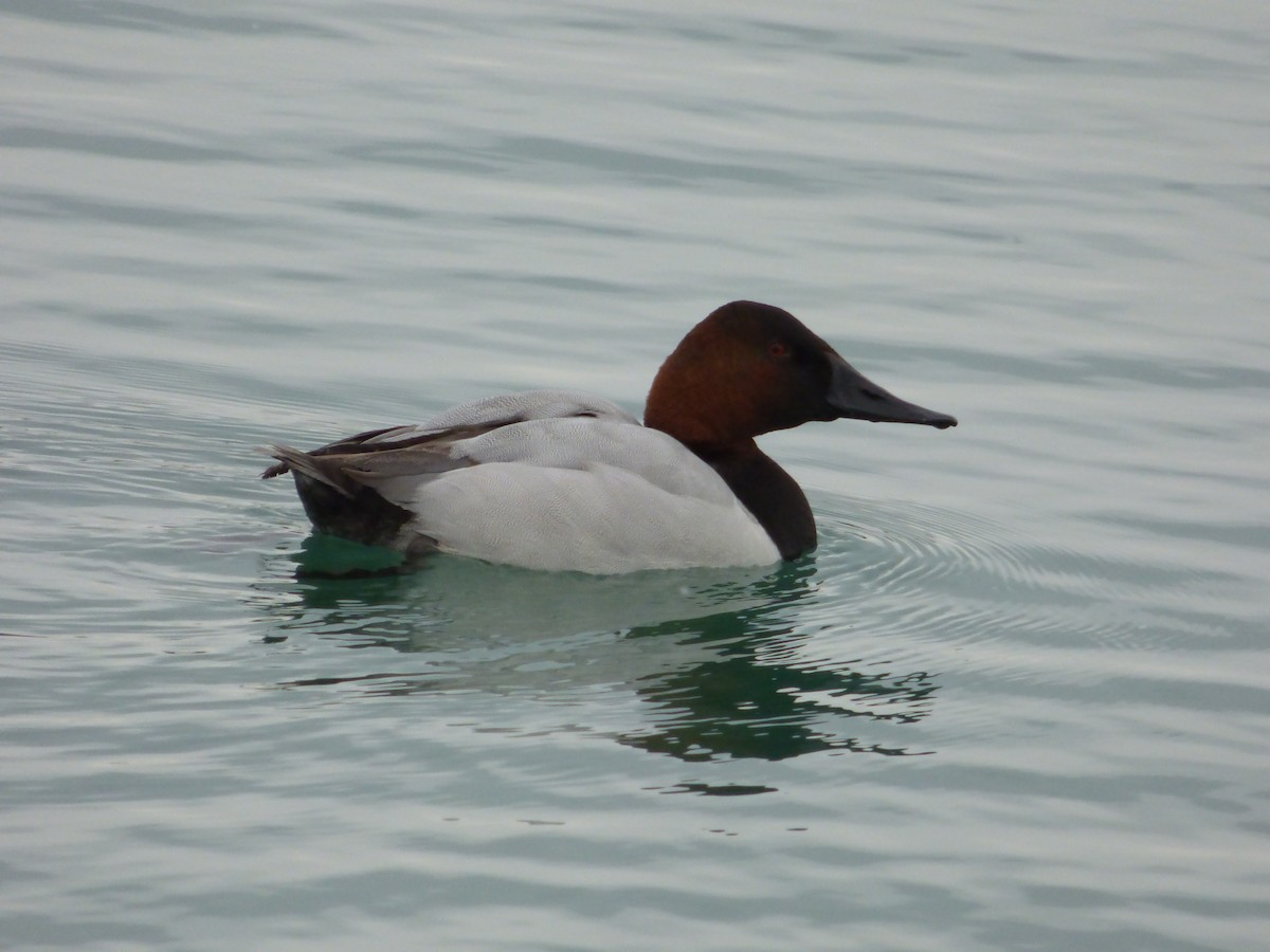 Canvasback - ML23529221