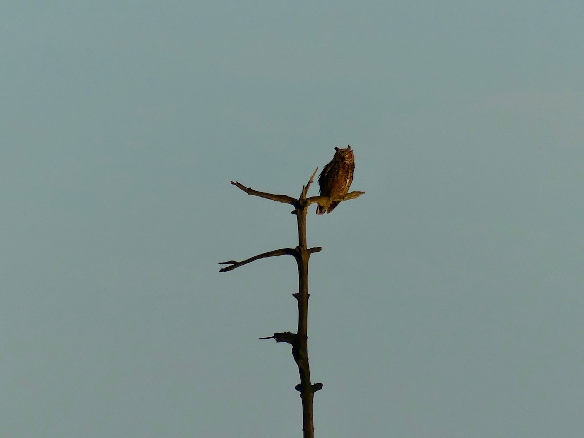 Great Horned Owl - ML235293931