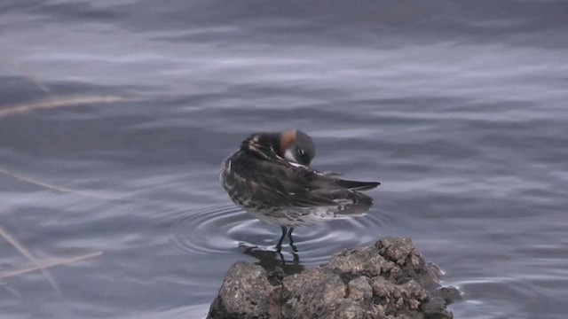 Red-necked Phalarope - ML235295471