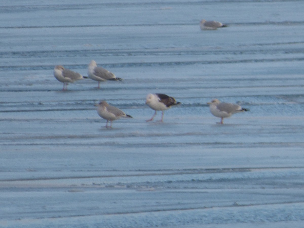 Great Black-backed Gull - ML23529691