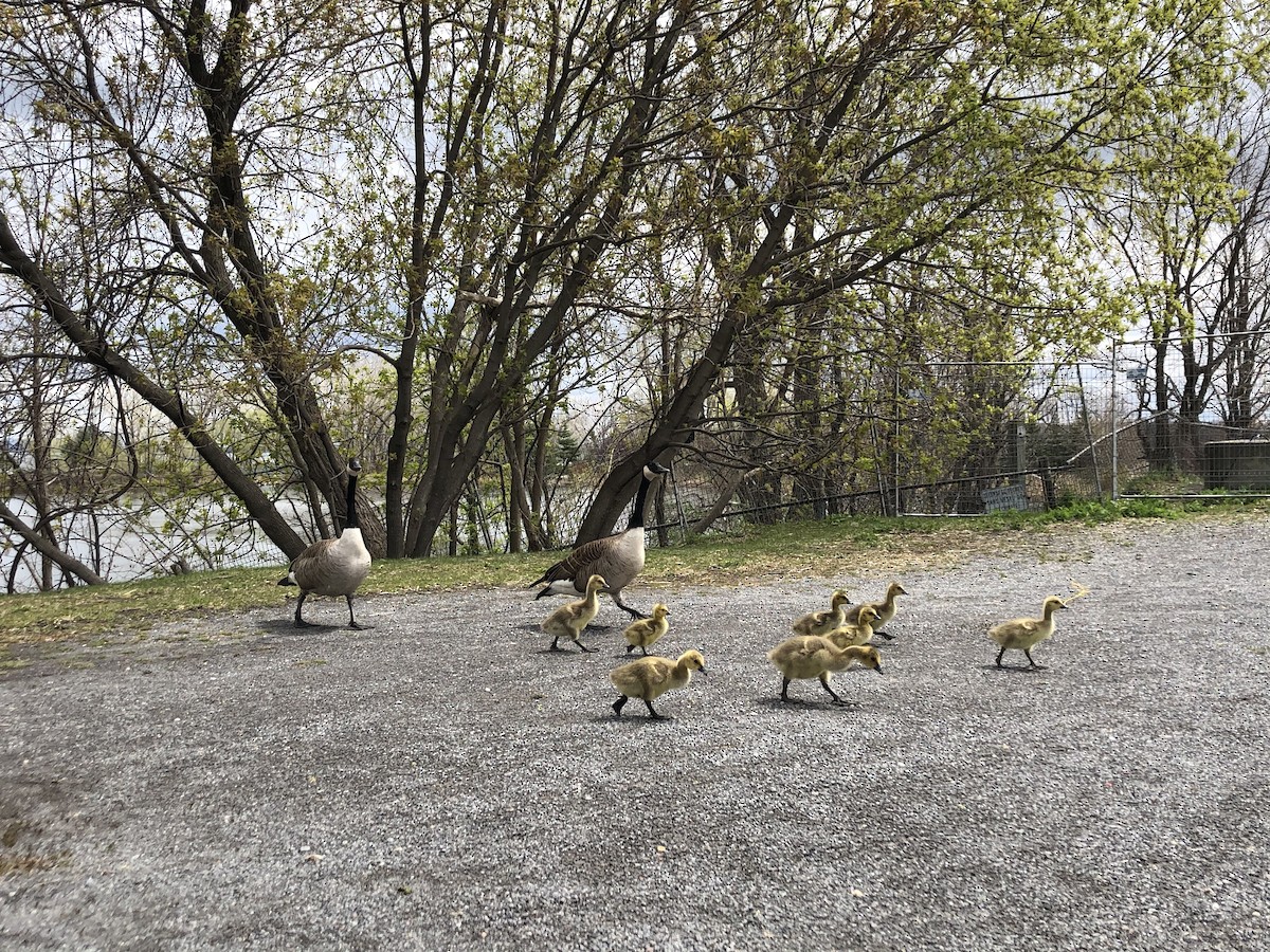 Canada Goose - ML235299371