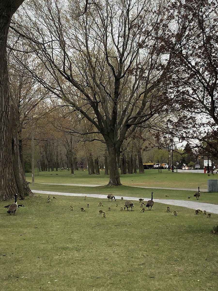 Canada Goose - ML235299381