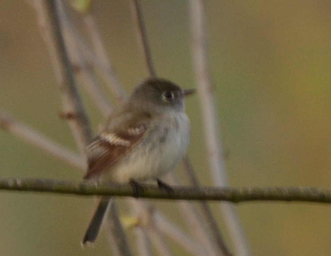 Least Flycatcher - ML235299481