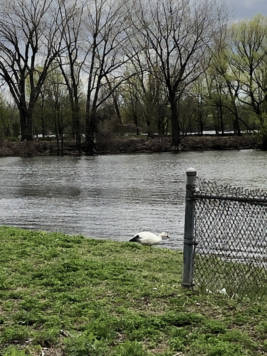 Snow Goose - ML235299601