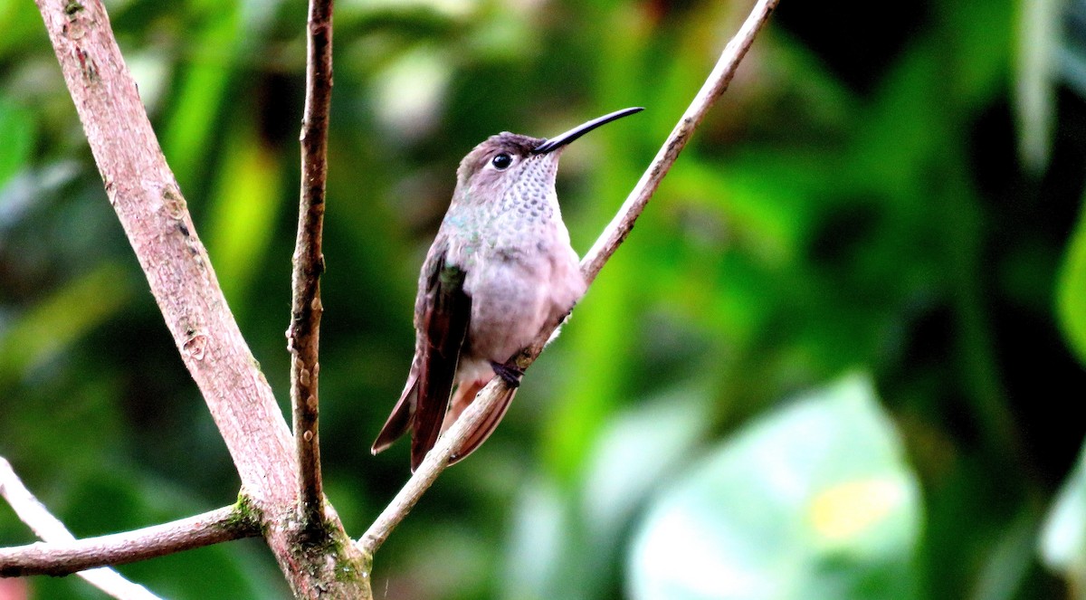 Spot-throated Hummingbird - Fernando Angulo - CORBIDI