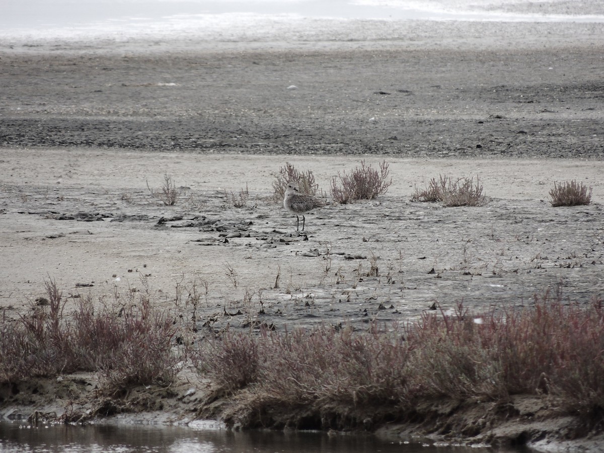 Black-bellied Plover - ML235300491