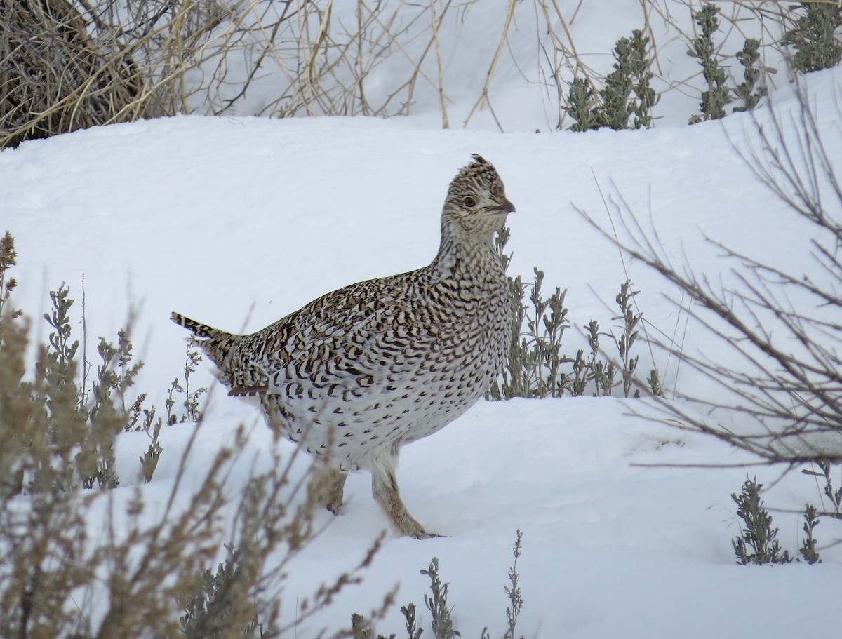 Sharp-tailed Grouse - ML23530121