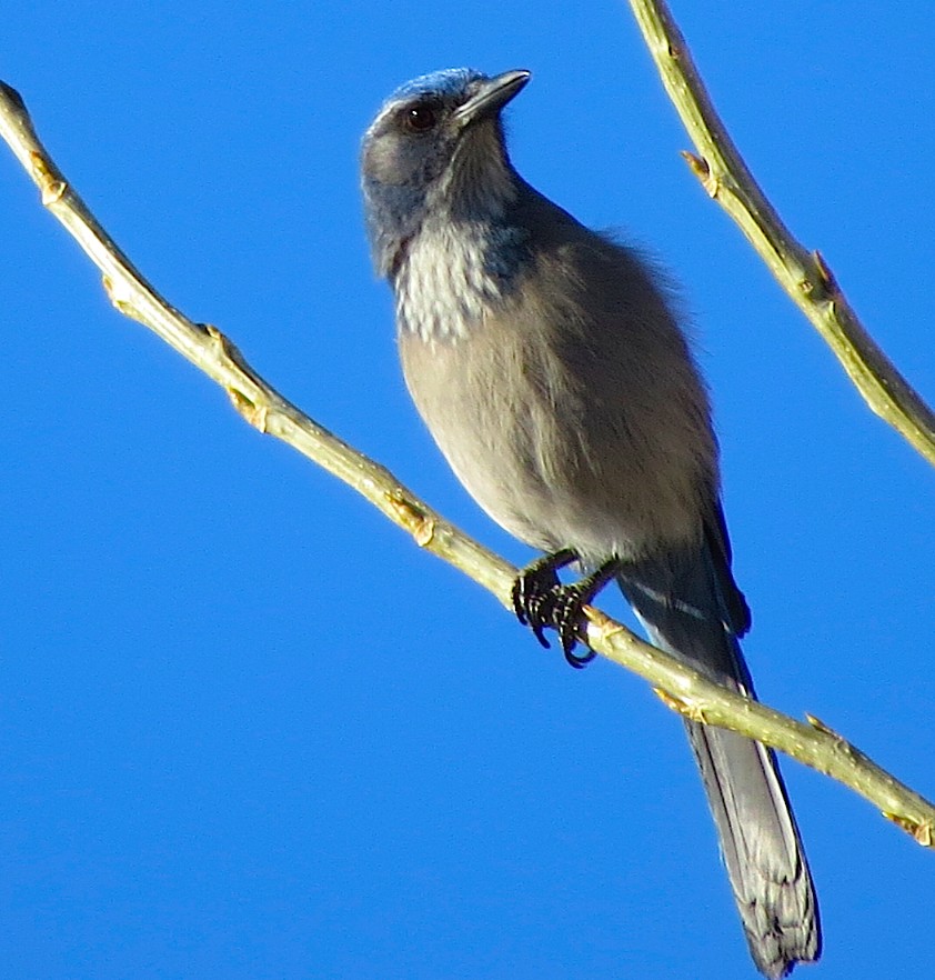 Woodhouse's Scrub-Jay (Woodhouse's) - Ted Floyd