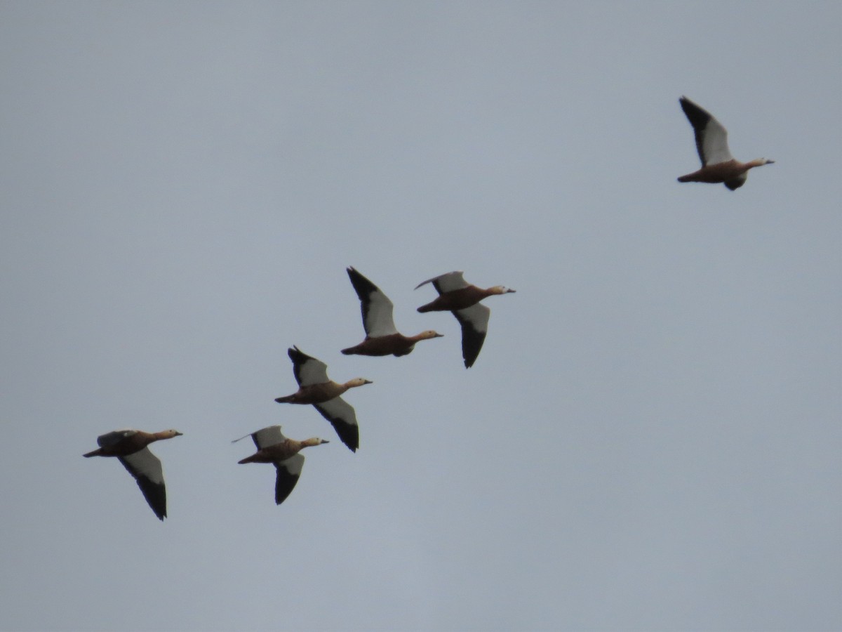 Ruddy Shelduck - ML235303611