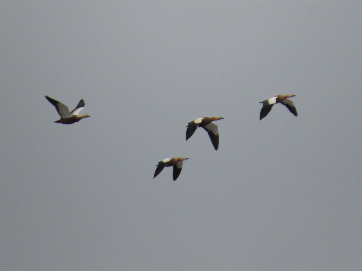 Ruddy Shelduck - ML235303621