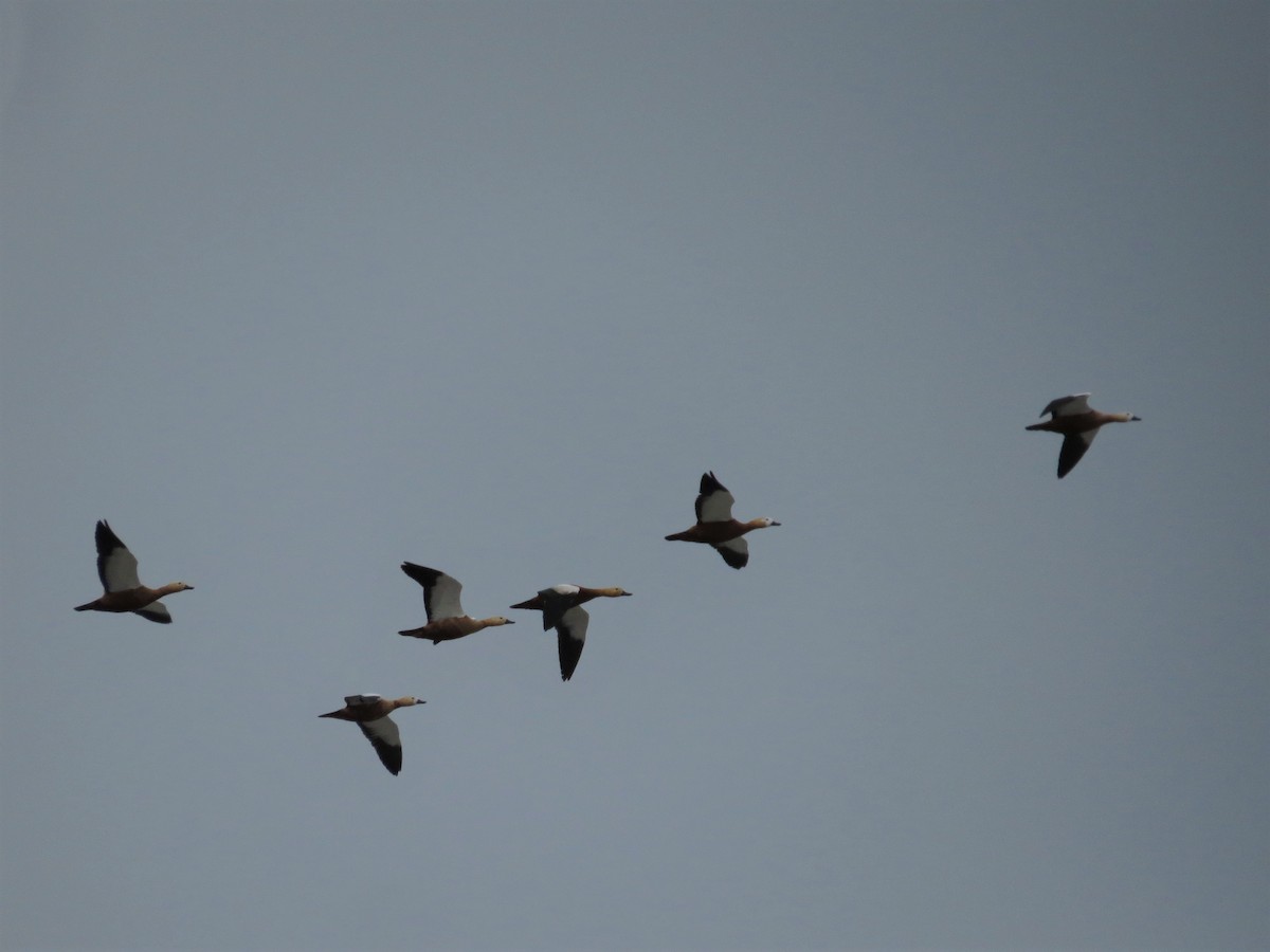 Ruddy Shelduck - ML235303651