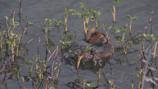 Horned Grebe - ML235303701