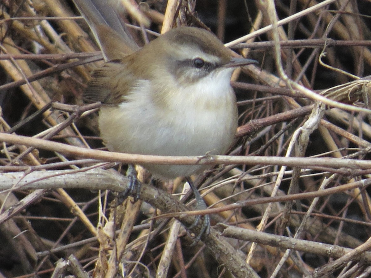 Moustached Warbler - ML235303971