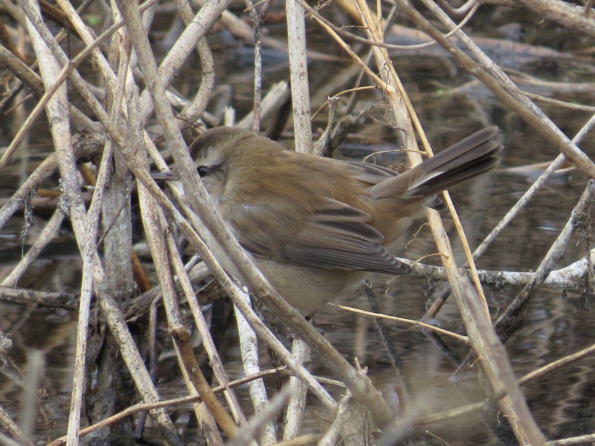 Moustached Warbler - ML235303981